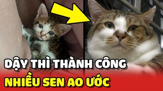 Pha DẬY THÌ thành công của bé MÈO khiến con Sen khen NHỨC NÁCH 😍 | Yêu Lu