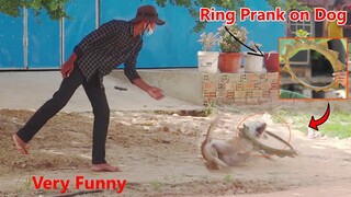 Wow !! Super Funniest Ring Prank on sleeping Dog | How to stop Laugh @Mister FunTube