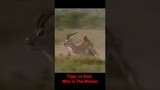 Tiger vs Deer who is the winner