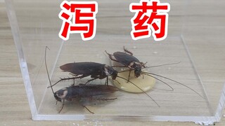 Bạn có thực sự bị tiêu chảy không? Điều gì sẽ xảy ra nếu bạn cho gián uống thuốc nhuận tràng?