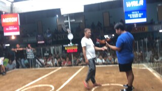 3 cock derby again 1st fight draw