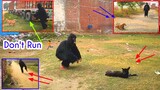 Gorilla Dog Funny Prank Gorilla Prank Dog 2021 || Try Not To Laugh Gyanpuriya Pranker