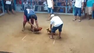 2nd fight win