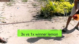 Lemon gamefowl sparring