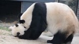 [Hewan]Interaksi Panda Fei Fei dan bayinya|<Faidherbe Square>