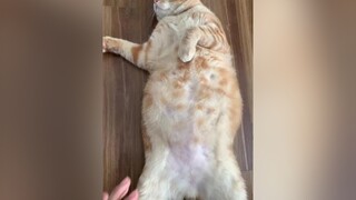 Tiếp nối chuỗi seri mèo bụng bự 🥲 meow meocute meobeo