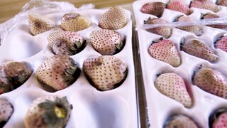 Cobalah stroberi putih yang harganya tiga dolar tiap buah! Saya menghabiskan banyak uang untuk seger