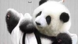 Panda He Hua in Love