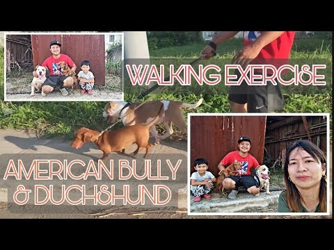 American Bully and Duchshund Exercise