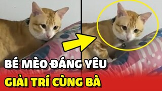 Bé mèo ĐÁNG YÊU biết chơi CÚT BẮT cùng bà ngoại 😍 | Yêu Lu