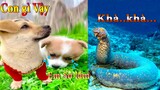 Thú Cưng TV | Dương KC Pets | Bông ham ăn Chíp Cute #41 | chó vui nhộn | funny cute smart dog pets