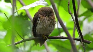 Luzon Hawk Owl (Ninox philippensis)