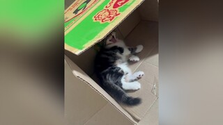 Chuyện chiếc thùng 1k mèo cat