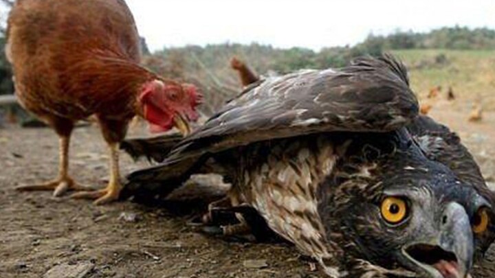 An Eagle Trying To Catch the Chicks Was Thrashed by the Hen