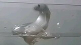 [สัตว์]ฉากกระโดดที่น่าอัศจรรย์ของปลามังกร