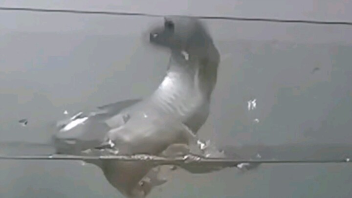 [Động vật]Những cảnh cá rồng nhảy đáng kinh ngạc