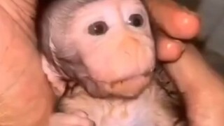 Volunteers feed nutritional paste to orphaned monkeys