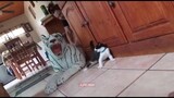 Kitten gets scared by fake white tiger