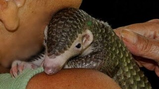 A sweet and gentle BABY PANGOLIN. Meet Balin the rescued Palawan pangolin #pangolin