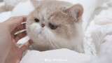 Cute Cat | Exotic Shorthair Loves Human Hand