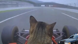 [Animals]Take my cat to the racing car