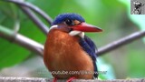 Juvenile BLUE-EARED KINGFISHER Close-up, frontal perch