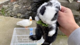 Apakah Ini Mirip Panda?
