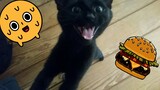 Funny Animals😊Funny cats😹😺Funny dogs🤣TryNotTo Laugh#funny#funnyvideo#funnyanimals#46