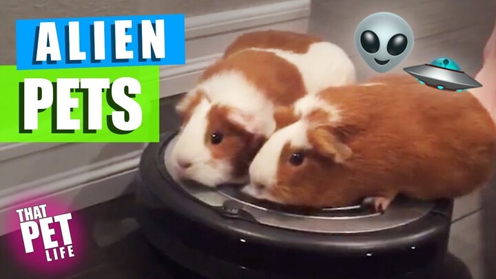Pets Who Could Be Aliens  🤔👽🛸 | Try Not to Laugh Challenge