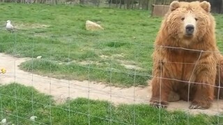 Would you mind giving me some bread, human?