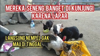 Kucing Liar Banyak Banget Pada Kelaparan Di Pinggir Kali sedih Ada Yang Ngelihatin Orang Lagi Makan