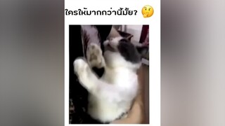 หมั่นไส้แมวได้ไหม😂 แมว มารยาทนิดนึง แอคติ้ง ตลก ฮาๆ ตลกๆ tiktok ขำ funnyvideos funny cat หิว กิน