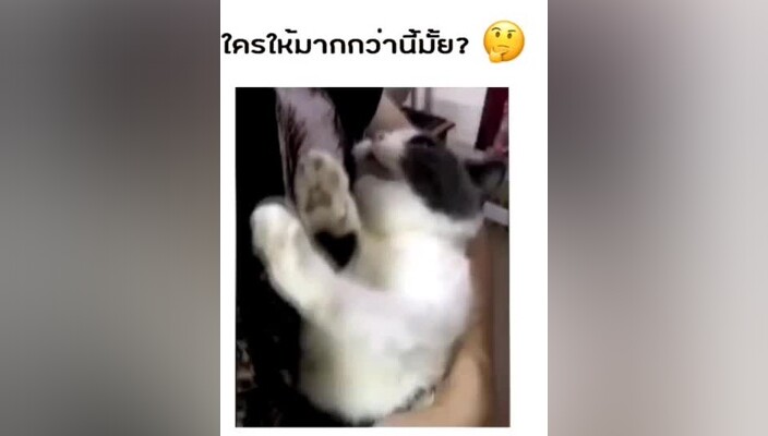 หมั่นไส้แมวได้ไหม😂 แมว มารยาทนิดนึง แอคติ้ง ตลก ฮาๆ ตลกๆ tiktok ขำ funnyvideos funny cat หิว กิน