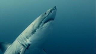 The.Reef.Stalked.2022.