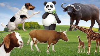 Funny Animal Sounds In Wildlife: Buffalo, Panda, Giraffe, Cow, Goat, Dog,... | Animal Moments