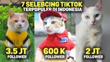 TAJIR MELINTIR..! Inilah 7 Kucing Terkaya & Terpopuler di Tiktok Indonesia Sepanjang 2022