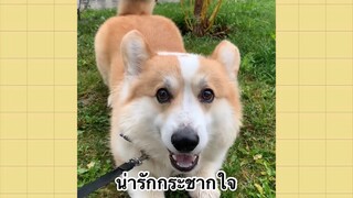 เพื่อนตัวน้อยแสนซน : น่ารักกระชากใจ