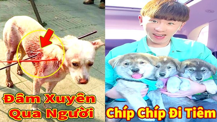 Thú Cưng TV | Gia Đình Gâu Đần #51 | Chó Golden thông minh vui nhộn | Pets funny cute dog