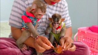 Do tiny adorable Toto and Yaya scare to eat crabs or not?