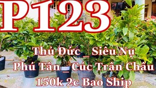 Mai vàng chơi tết p123 | 0353832312 Nhi |  giảo siêu nụ 150k - giảo thủ đức - 150 cúc trân châu 150k