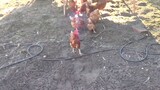 how to fight chicken
