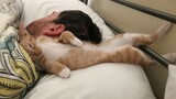 Most cutest and sweetest moments cat sleep on their human ❤️
