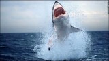 megalodon monster sharks - still alive(real pics)