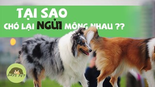 Sự thật thú vị: Tại sao chó ngửi mông nhau sẽ khiến bạn bất ngờ  | Dayspet