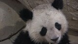 【Giant Panda】My mother hasn't hit me for three months