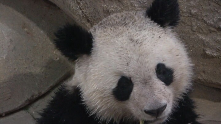Video panda memakan bambu