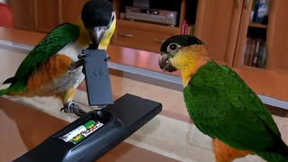 Funny Daily life of lovebird Video