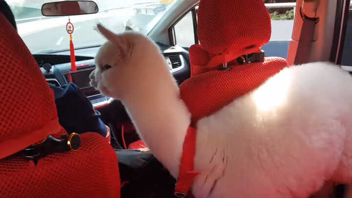 [Animals]The alpaca is too nervous to sit in a car for the first time