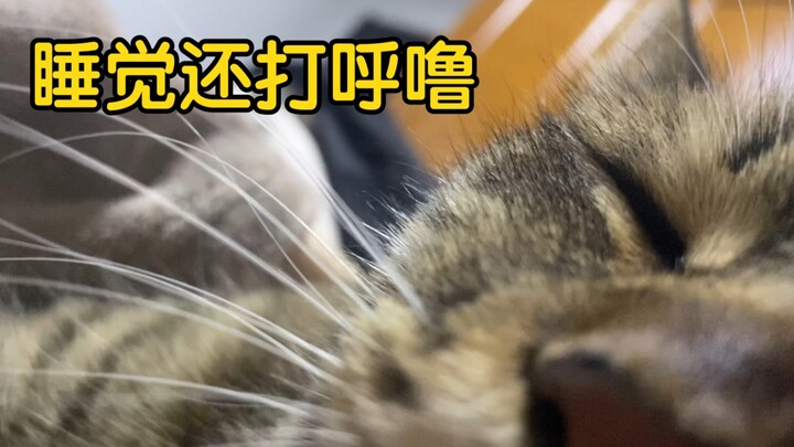 第一视角：当小猫咪躺在你怀里，和你一起睡觉