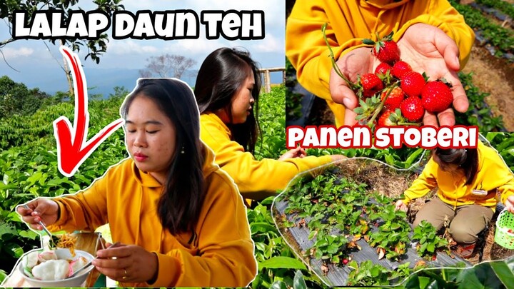 MIE GORENG LALAP DAUN TEH‼️DAN PANEN STOBERI DIKEBUN 🔥